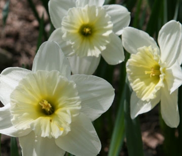 assets/images/flower_01.jpg